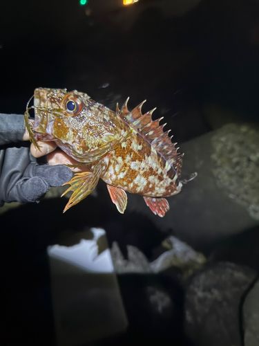 カサゴの釣果