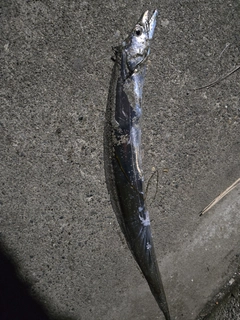 タチウオの釣果