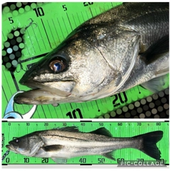 シーバスの釣果