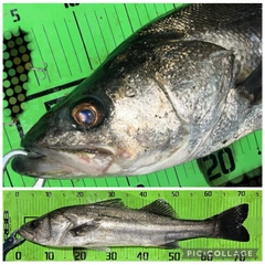 シーバスの釣果
