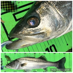 シーバスの釣果