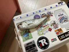 イシモチの釣果