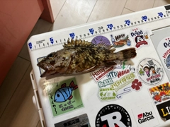 カサゴの釣果