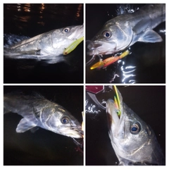 シーバスの釣果