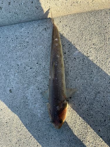 エソの釣果