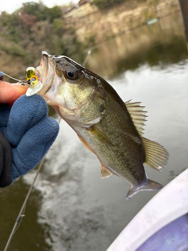 ブラックバスの釣果