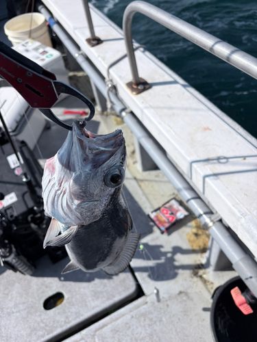 クログチの釣果