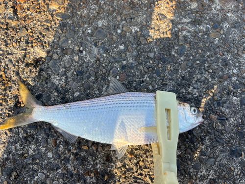 コノシロの釣果