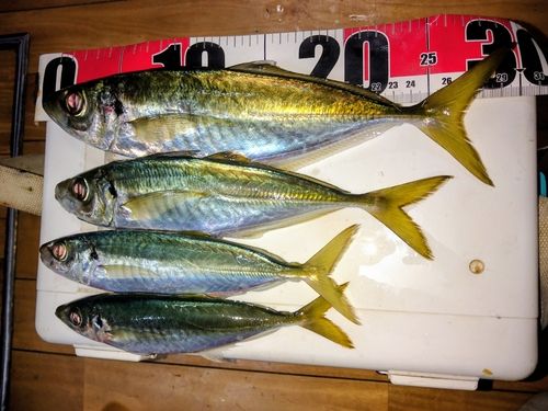 マアジの釣果