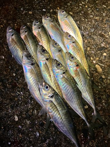 アジの釣果