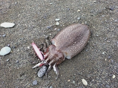 コウイカの釣果