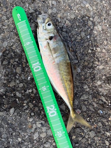 マアジの釣果