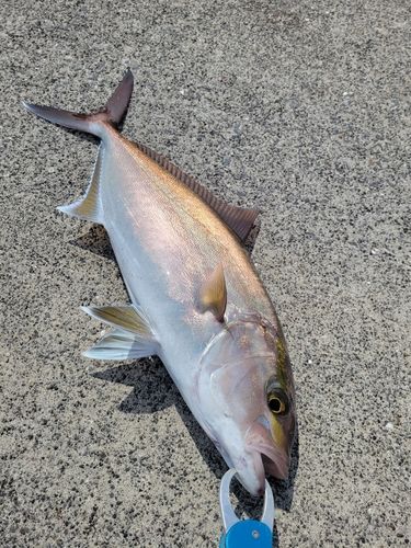 ネリゴの釣果
