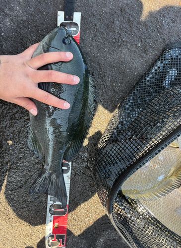 メジナの釣果