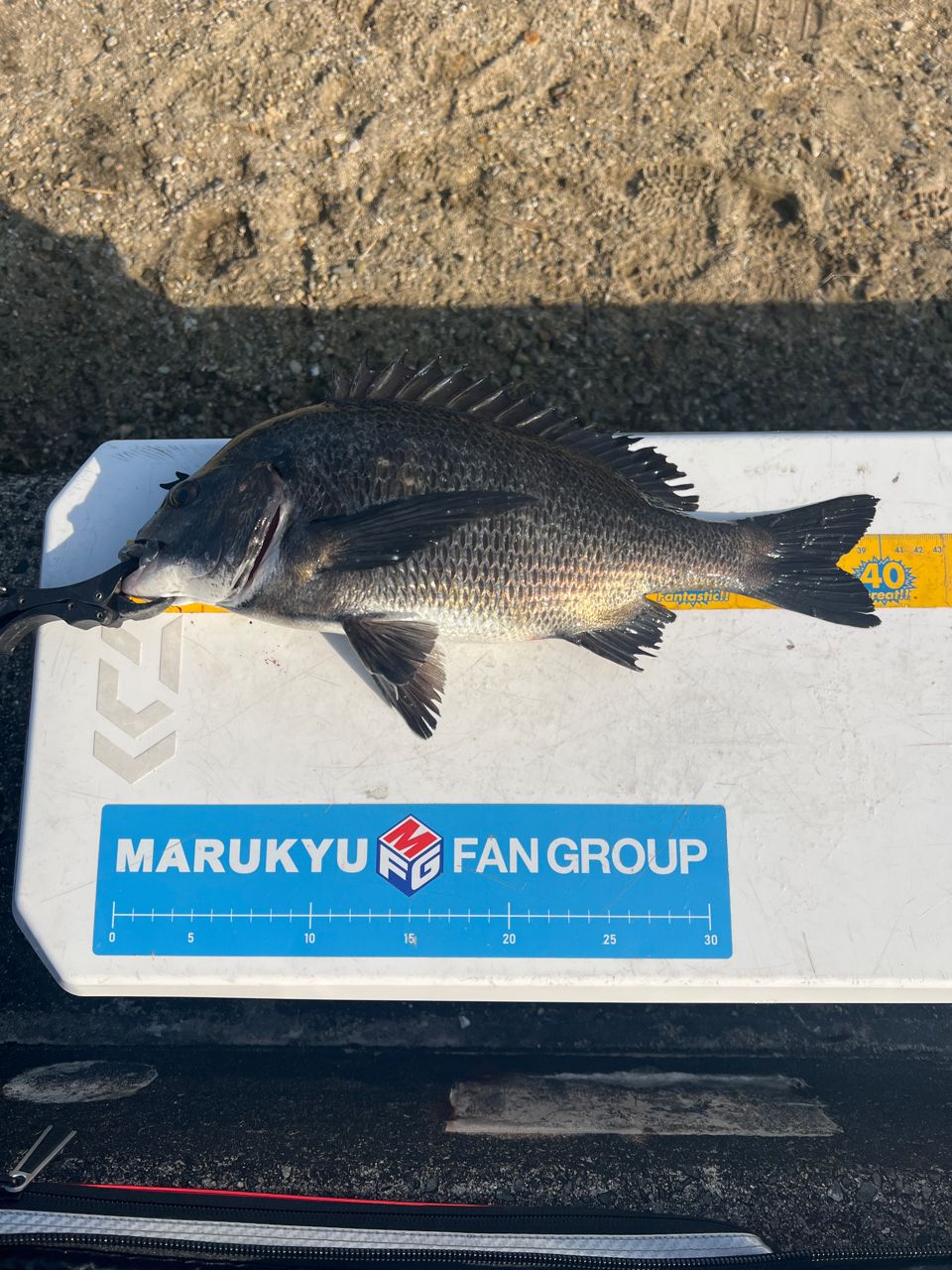 DAIWA 18銀狼唯牙 AGS 0号-53の最安値・インプレ・釣果 | 本音の口コミ