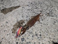 ヤリイカの釣果