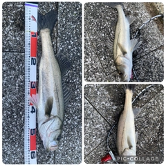 マルスズキの釣果