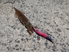 ヤリイカの釣果