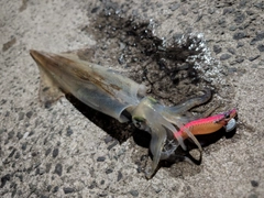 ヤリイカの釣果