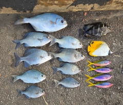 イスズミの釣果