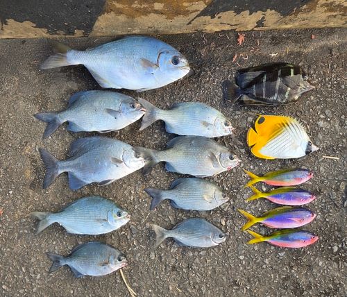 イスズミの釣果