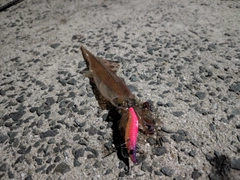 ヤリイカの釣果