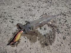 ヤリイカの釣果