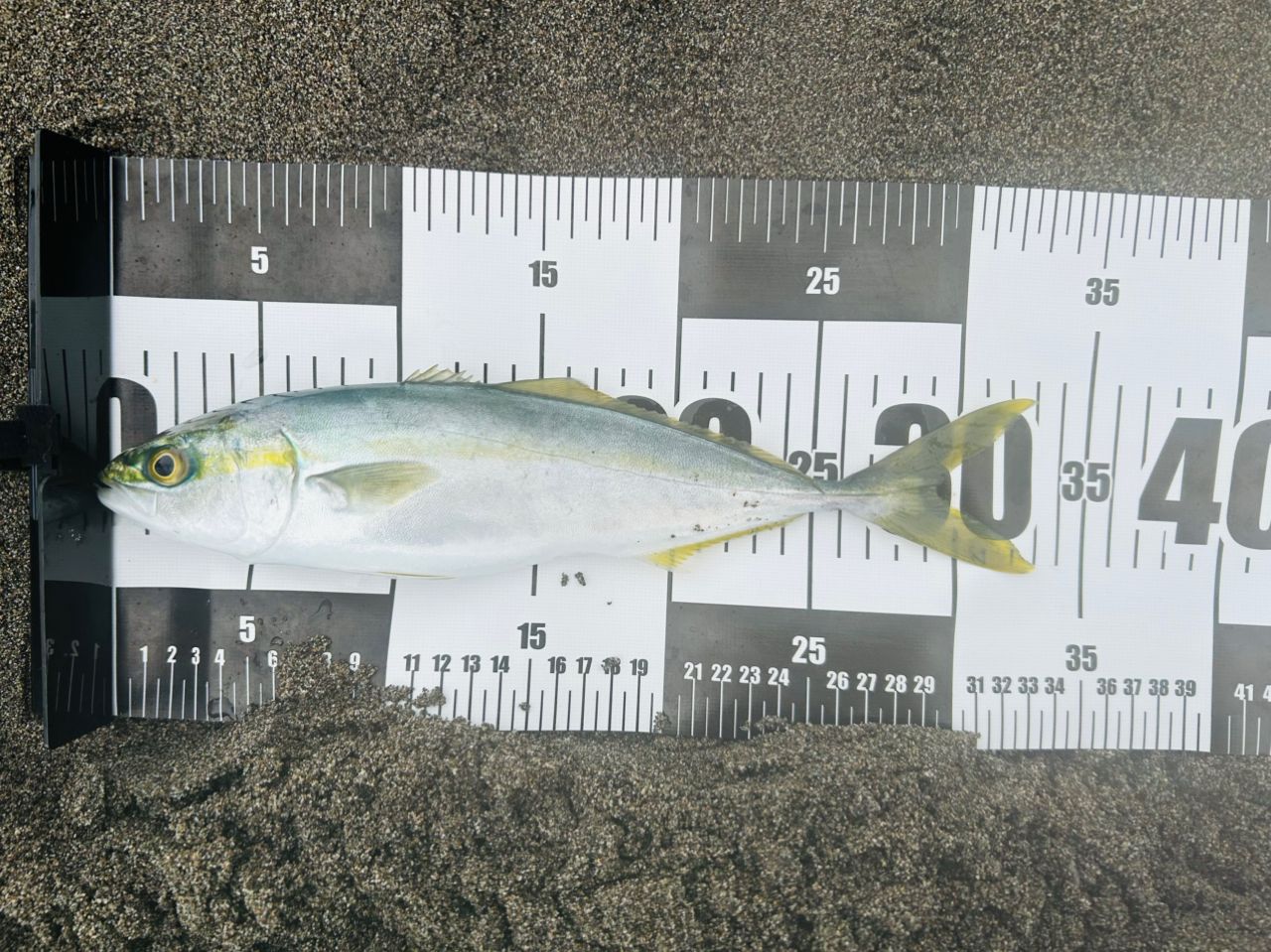DAIWA 21シーバスハンター X 100MH・Rの最安値・インプレ・釣果 | 本音