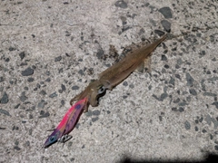 ヤリイカの釣果