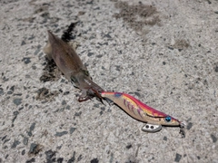 ヤリイカの釣果