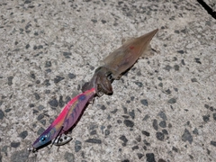 ヤリイカの釣果