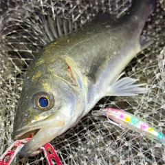 セイゴ（マルスズキ）の釣果