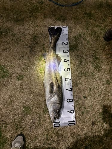 スズキの釣果
