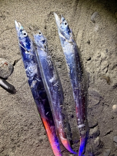 タチウオの釣果