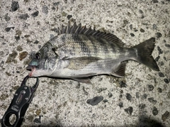 クロダイの釣果