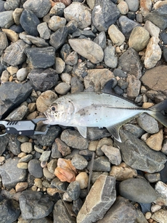 ギンガメアジの釣果