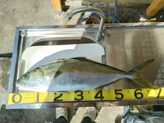 ヒラマサの釣果