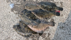 クロガシラガレイの釣果