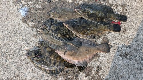 クロガシラガレイの釣果