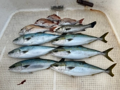 メジロの釣果