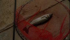 セイゴ（マルスズキ）の釣果