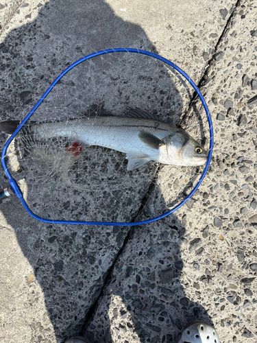 マルスズキの釣果