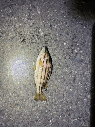 シマイサキの釣果