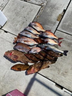 タイの釣果