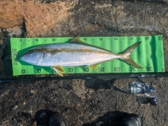 ヒラマサの釣果