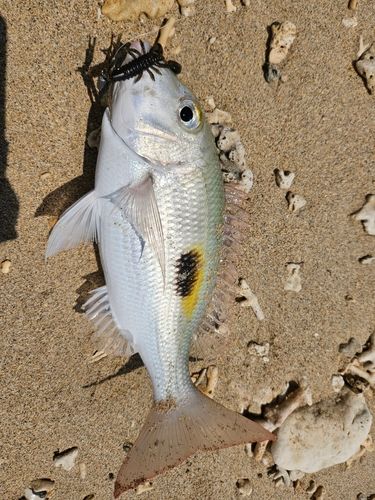 マトフエフキの釣果