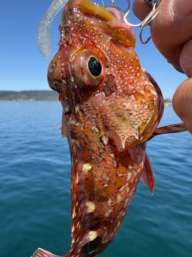 アラカブの釣果