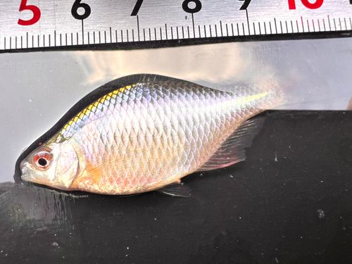 タイリクバラタナゴの釣果