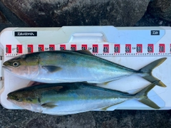 メジロの釣果