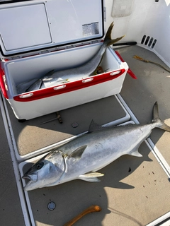 ヒラマサの釣果